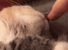 Cat Nose GIF - Cat Nose Nose Wiggle GIFs