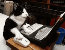 Cat Computer GIF - Cat Computer Mouse GIFs