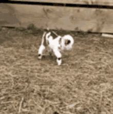 Baby Goat Kid GIF - Baby Goat Kid Falling Down GIFs