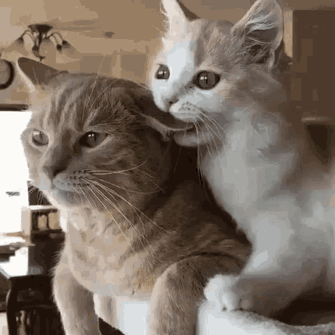 Bites Chewing GIF - Bites Chewing Kitten - Discover &amp; Share GIFs