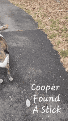 What Da Dog Doin Cooper GIF - What Da Dog Doin Cooper Dog GIFs