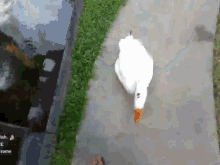 Justketh Goose Attack GIF - Justketh Goose Attack Goose GIFs