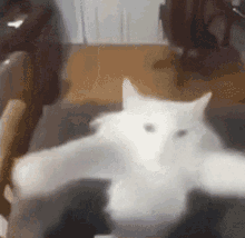 Fren Cat GIF - Fren Cat Happi Cat GIFs