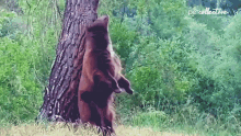 Rubbing The Pet Collective GIF - Rubbing The Pet Collective Bear GIFs