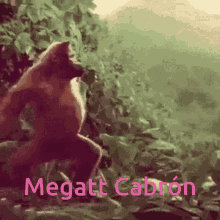 Megatt Cabron Monkey GIF - Megatt Cabron Monkey Dance GIFs