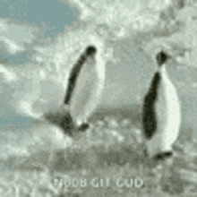 Penguins Penguin Gets Hit GIF - Penguins Penguin Gets Hit Funny GIFs