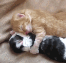 Kittens Yawn GIF - Kittens Yawn Sleepy GIFs