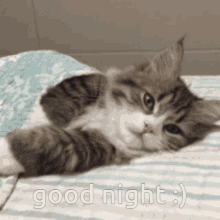 goodnight cat