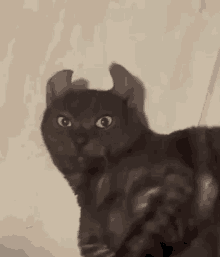 Meevin Cat Ears GIF - Meevin Cat Ears Surprised GIFs