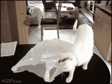 oops cat bag oops cat bag