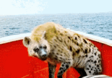 Hyena Wild Animals GIF - Hyena Wild Animals Boat GIFs