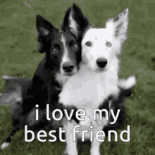 Send This To Youre Best Friend Love GIF - Send This To Youre Best Friend Love Dogs GIFs
