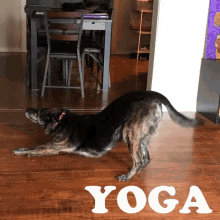 yoga dog animal