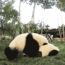 Wake Up 360baby Pandas GIF - Wake Up 360baby Pandas Play With Me GIFs