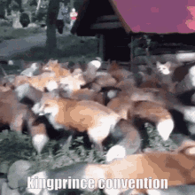 Kingprince Convention Fox GIF - Kingprince Convention Kingprince Fox GIFs