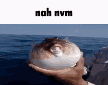 Nah Nvm Puffer Fish GIF - Nah Nvm Puffer Fish Throw GIFs