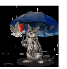 Cat Rain GIF - Cat Rain GIFs