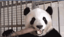 Panda Bamboo GIF - Panda Bamboo GIFs