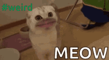 Weird Meow GIF - Weird Meow Cat GIFs