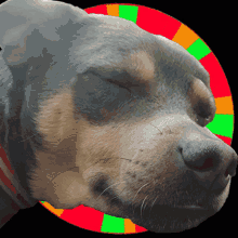 Treat Dog GIF - Treat Dog Optimus GIFs