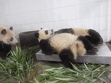 panda pandas scared startled cute animals