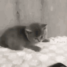 Scared Kitten Kitten Phone GIF - Scared Kitten Kitten Phone Kitten Flip GIFs