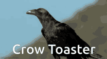 Crow Toaster GIF - Crow Toaster Crow Toaster GIFs