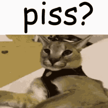 Floppa Piss GIF - Floppa Piss Pissed Cat GIFs