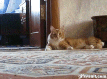 Cat Walking Away GIF - Cat Walking Away Derp GIFs