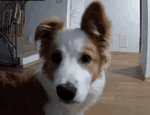 Dog What GIF - Dog What Border Collie GIFs