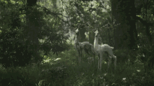 Deer Walk Away GIF - Deer Walk Away Hop GIFs