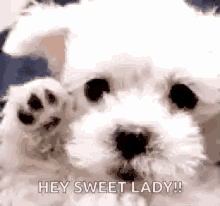 Goodbye Dog GIF - Goodbye Dog Maltese GIFs