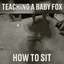 Funny Animals Fox GIF - Funny Animals Fox Teaching GIFs