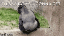 Gorilla Feces GIF - Gorilla Feces Play Feces GIFs