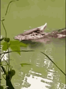 man eater crocodile graphic pg14 brutal