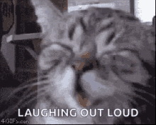 cat hilarious funny funny cat laughing