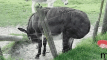 donkey ass