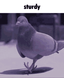 Sturdy Pigeon GIF - Sturdy Pigeon Sturdy Pigeon GIFs