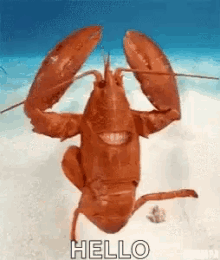 lobster hello lobster hello