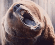 Bear Grizzly Bear GIF - Bear Grizzly Bear Roar GIFs