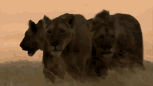 Lion Pride On The Prowl GIF - Lion Pride On The Hunt GIFs