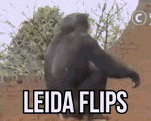 Leida Flip GIF - Leida Flip Leida Flip GIFs