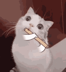 флейтист Cat GIF - флейтист Cat Flute GIFs