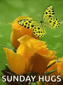 Butterfly Yellow Rose GIF - Butterfly Yellow Rose Sunday GIFs