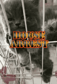 House Arrest Kitten GIF - House Arrest Kitten Jail Bird GIFs
