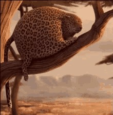 leopard tree fall