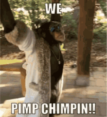 Pimp Chimpin GIF - Pimp Chimpin Pimp Chimp GIFs