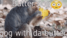 gog butter gog butter dog monkey monke