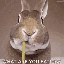 bunny eating flower rabbit