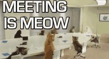 Meeting Meetings GIF - Meeting Meetings Meeting Is Now GIFs